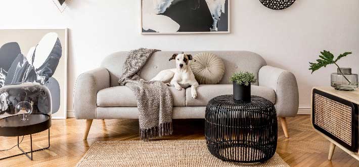 Top 5 Modern Pet Home Decor Ideas to Elevate Your Space