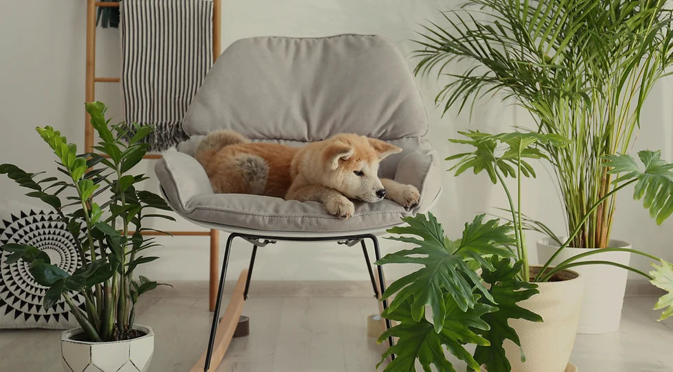 Colorful Pet Decor: How to Brighten Your Home and Your Pet's Life